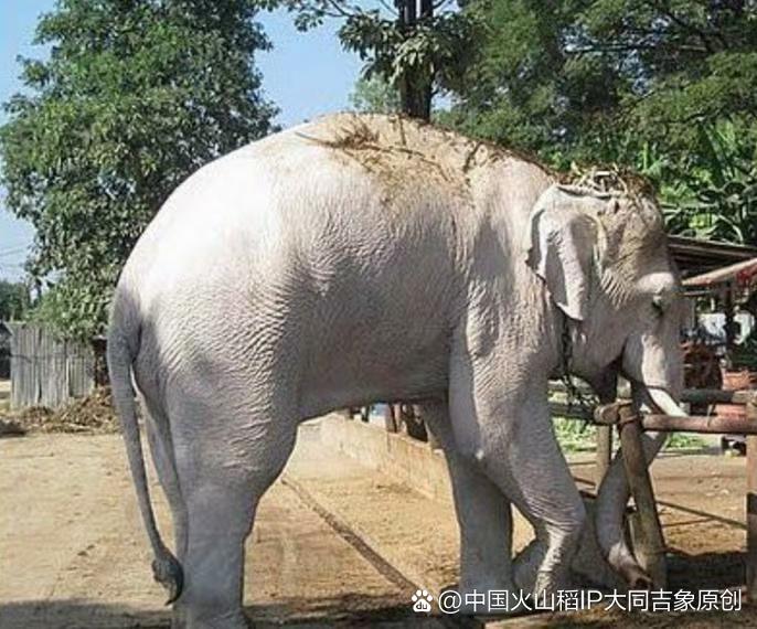 大象脸上白色的是什么