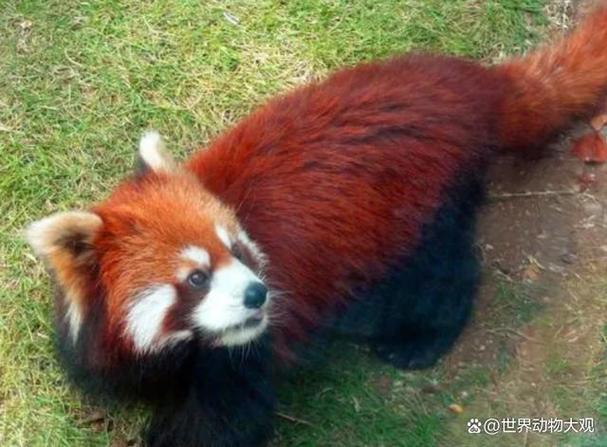 中国唯一一只红色熊猫