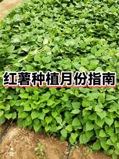 地瓜种植时间和方法缩略图