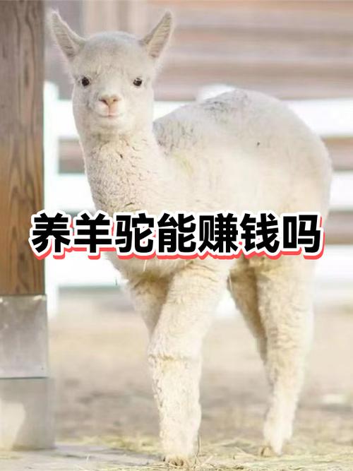 手机养宠物赚钱真的吗