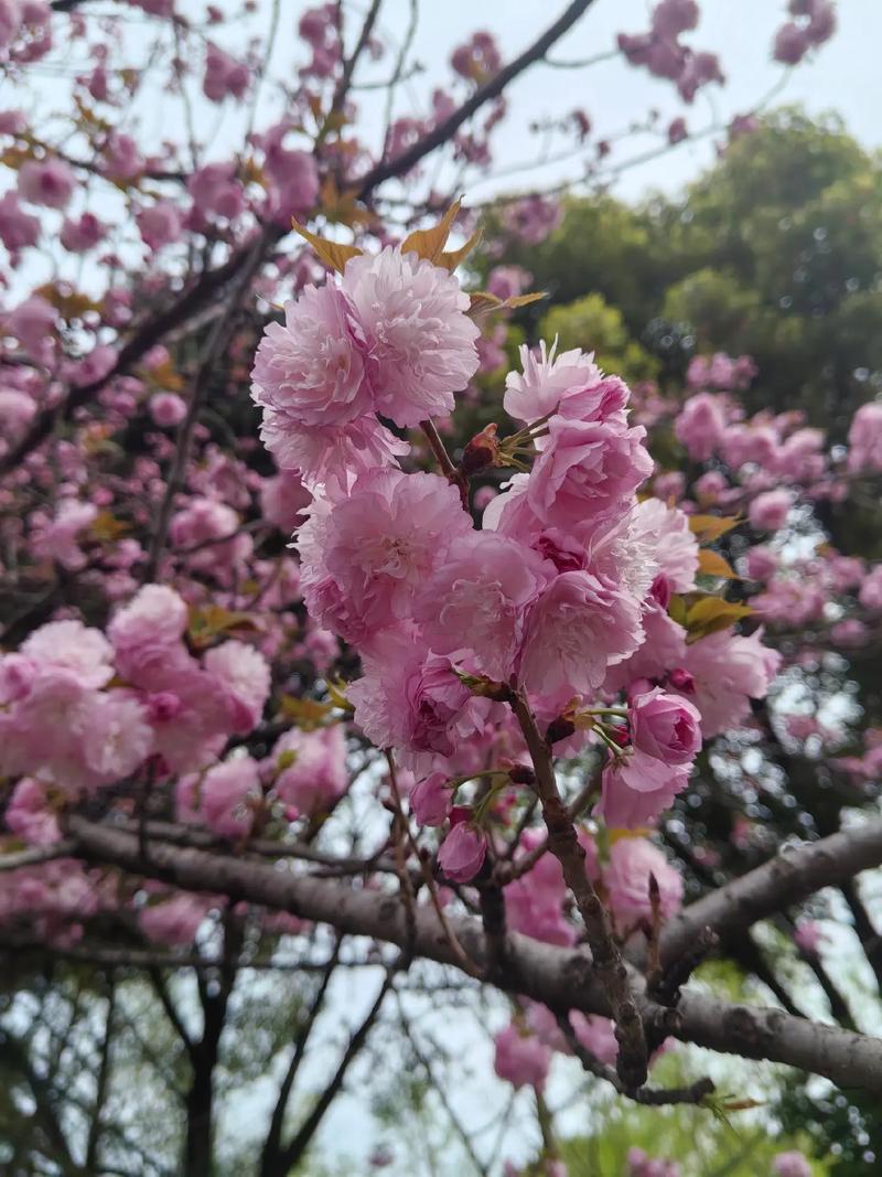 花香袭人