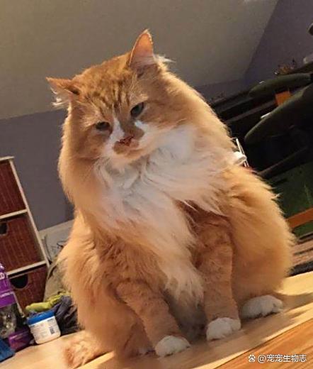 猫会招财还是破财