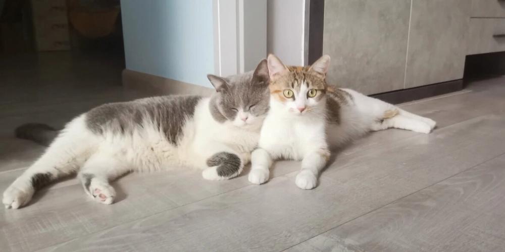 亲爱的小猫,就像花一样