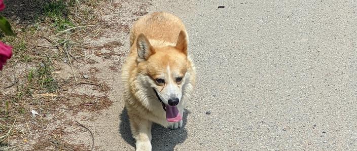 狗狗为什喜欢伸舌头缩略图