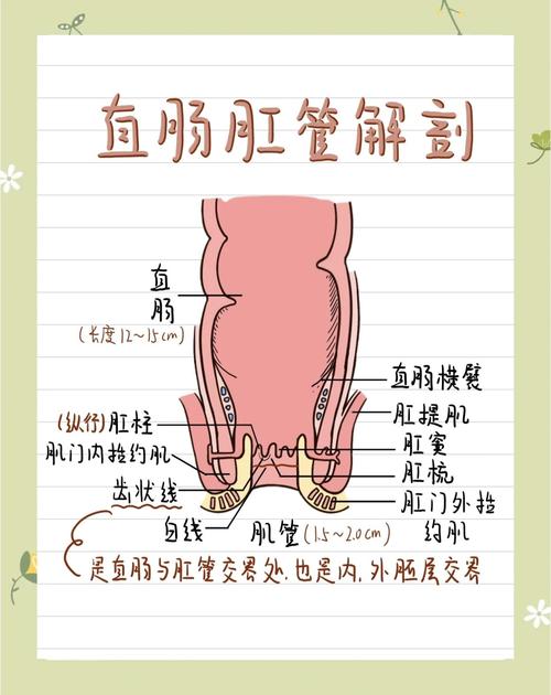 肛门有肉翻出来图片
