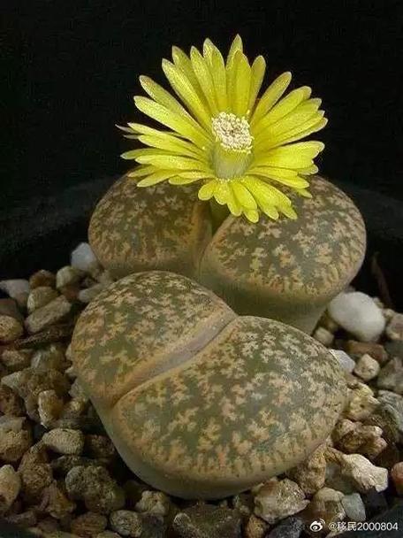 破道生花