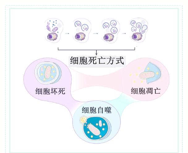 细胞自噬属于细胞凋亡吗