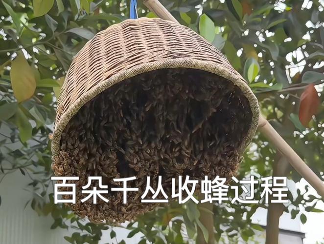 收蜂视频