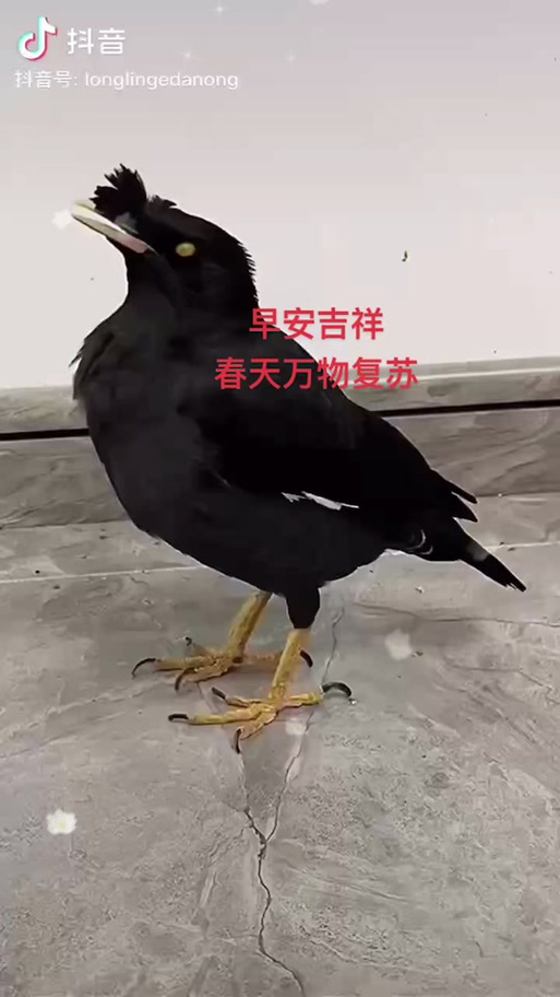 八哥鸟叫声引来同伴