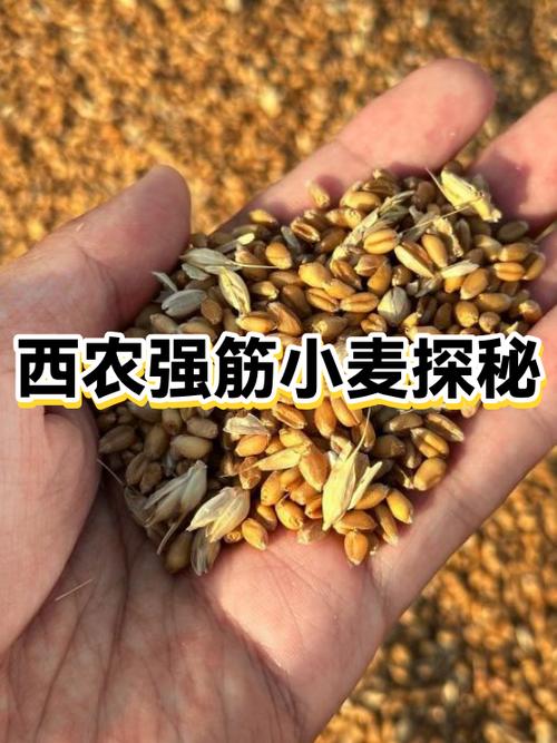 农家小麦奋斗记