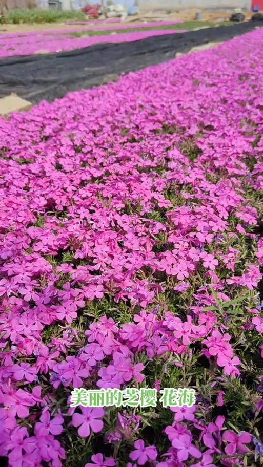 芝樱花图片大全缩略图