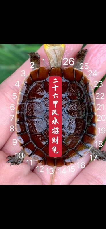 招财龟长什么样子缩略图