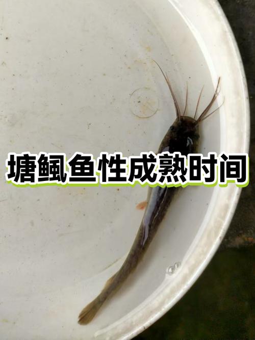比十间厉害的鱼