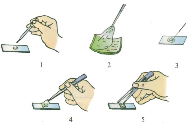 临时装片的制作及观察图标