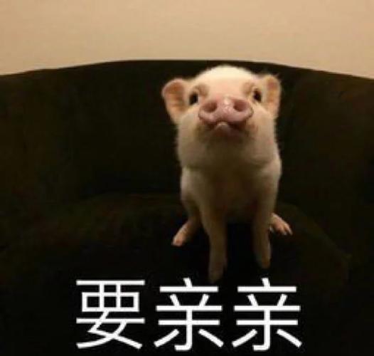 微信公众号猪猪分队