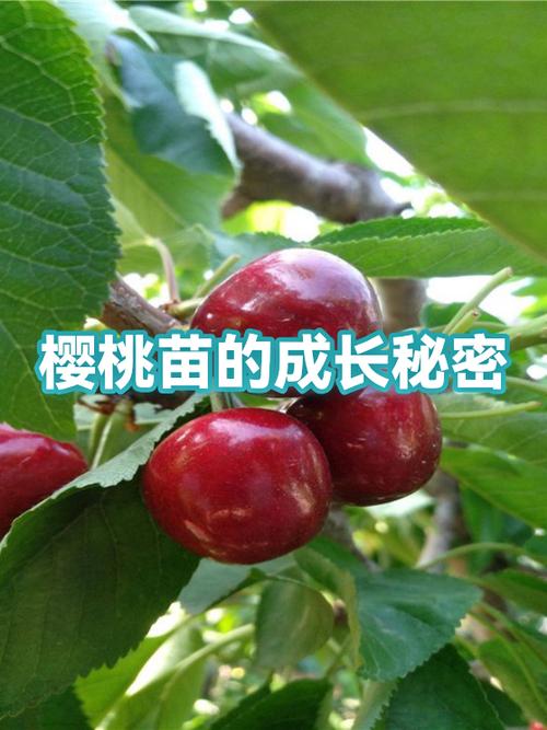 樱桃树的特点是什么