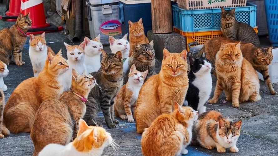 一群猫在一起
