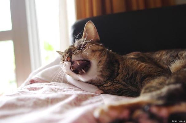 两个月的猫喉咙呼呼的