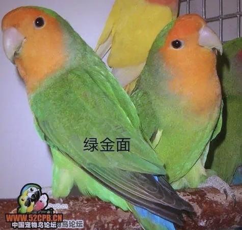 中国宠物鸟论坛 官网