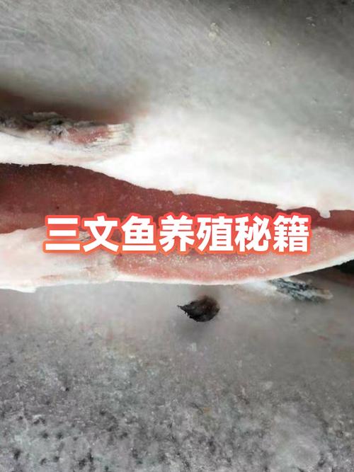 三文鱼怎么保存最新鲜
