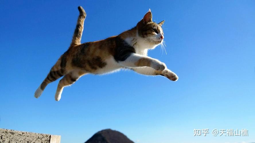猫总是突然跳起来扑人