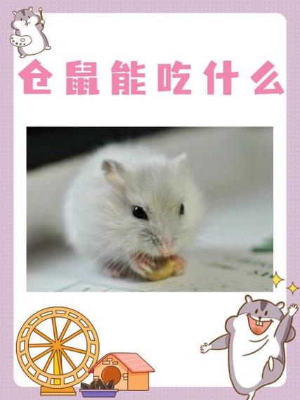 仓鼠可以吃花生么
