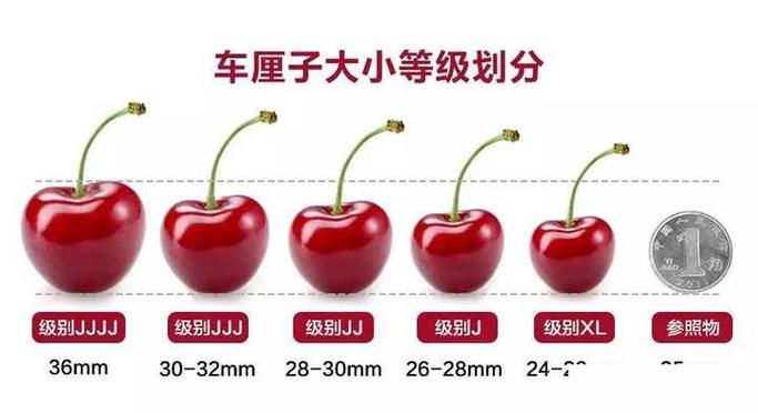Xl是多少级