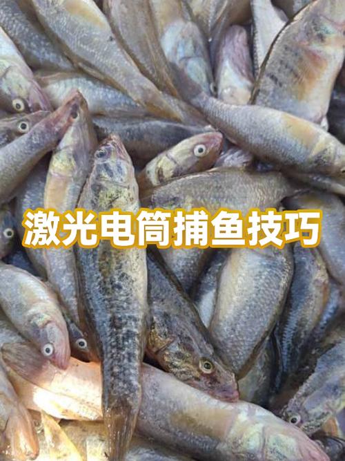 激光捕鱼