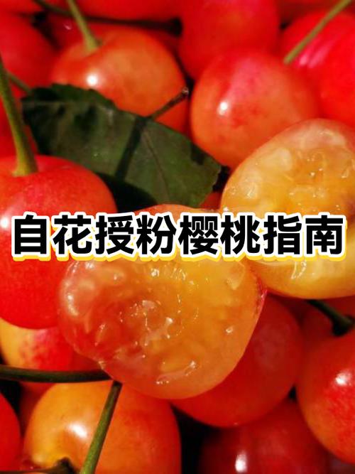 樱桃云的特点和优势图标