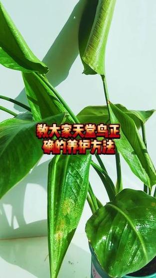 天堂鸟水培好还是土培好