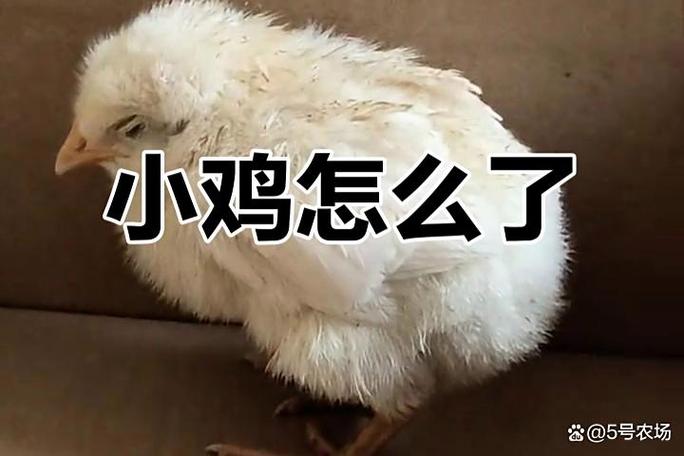 小鸡偷吃怎么样禁止好友提醒