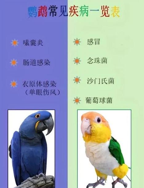 怎样判断鹦鹉是否生病