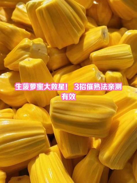 菠萝蜜吃起来脆脆的熟了吗