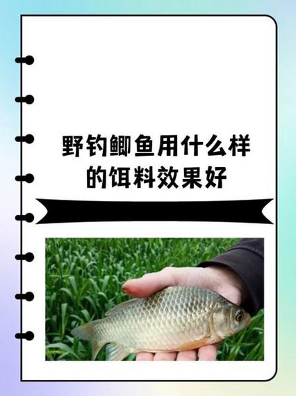 最好的鲫鱼饵料缩略图