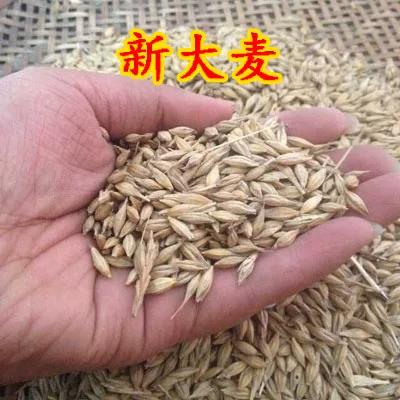 大麦2026全部版本