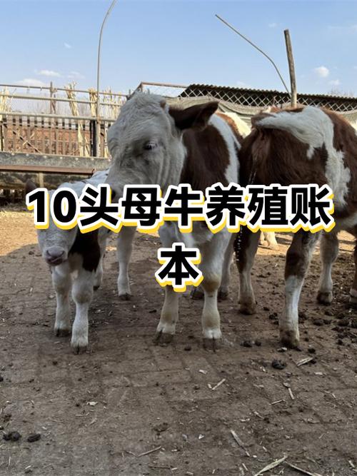 养母牛还是肉牛赚钱