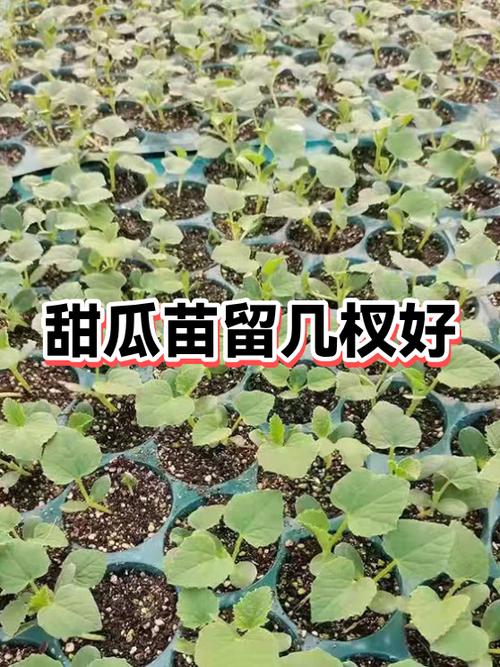 甜瓜怎么读