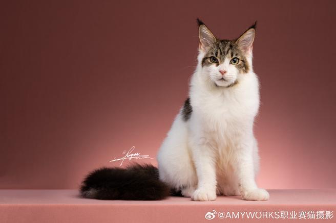 CFA猫咪
