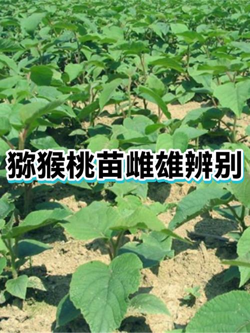 公母猕猴桃叶子形状