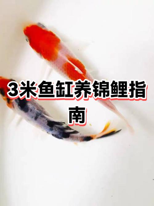 鱼缸养锦鲤好养吗