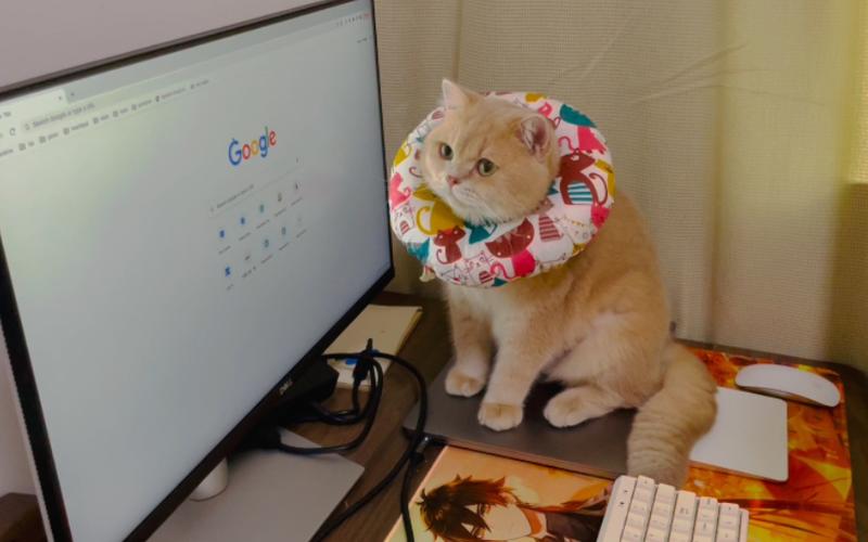 小猫监控能在电脑上看吗