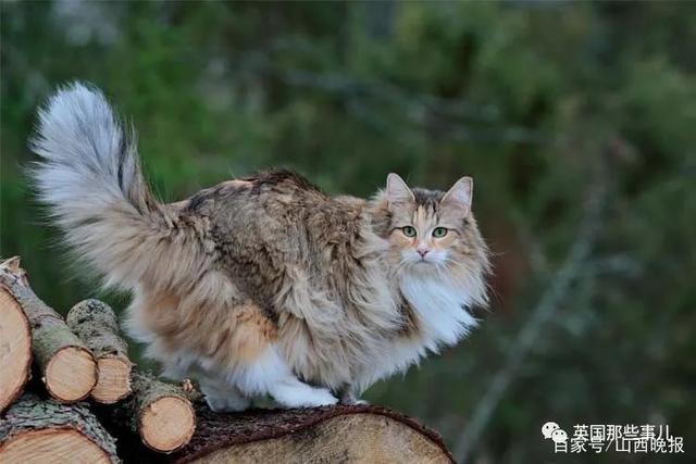 大猫猫儿短缩略图