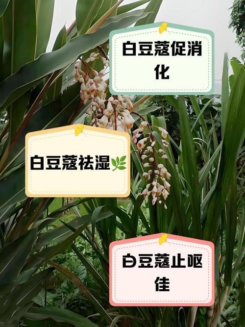 mycafe没有小豆蔻怎么办