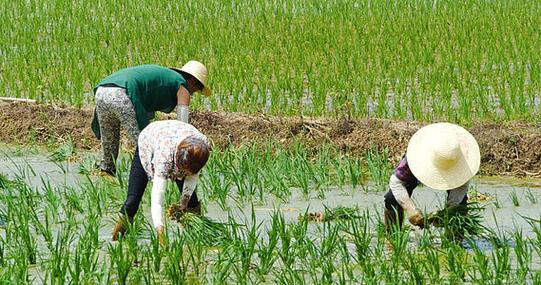 农民伯伯在地里种禾苗