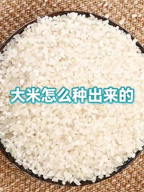 大米里的白粒是怎么回事截图