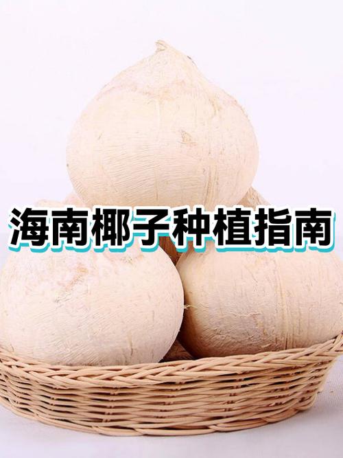 海南椰子什么时候上市