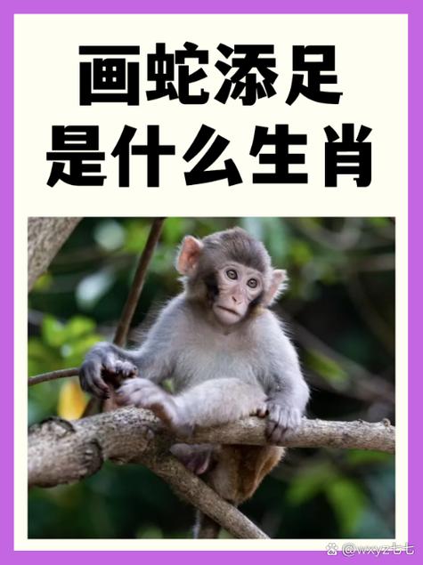七走八跟数来寻是什么生肖
