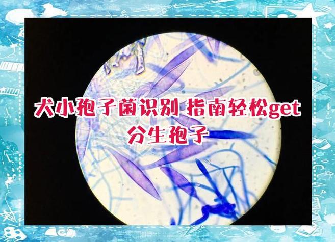 蘑蘑菇几级学孢子