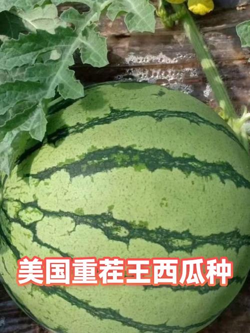西瓜视频老是重复咋办呀