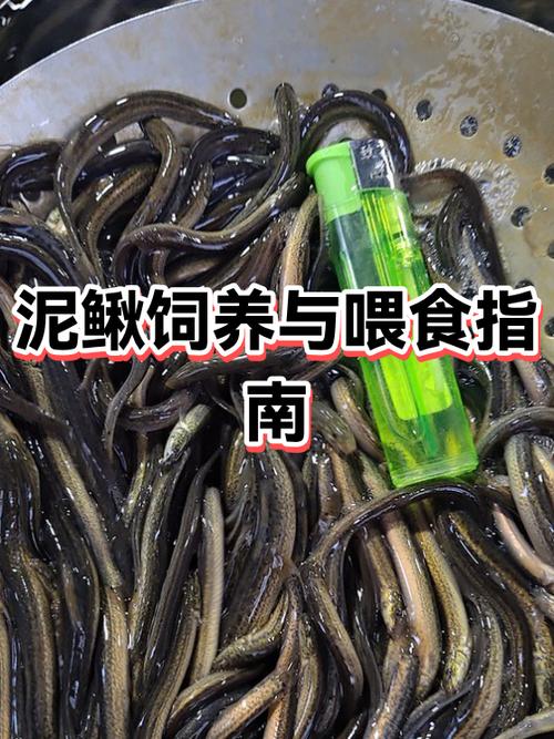 鱼缸里养泥鳅是好还是坏